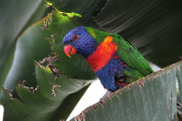 Perroquet multicolore