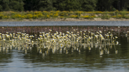 Fototapeta premium Pond flower