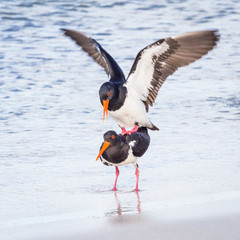 Pied Oystercatchers Mating