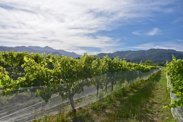 Fototapeta na wymiar New Zealand Wine Country