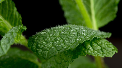 Macro view of fresh mint leaves