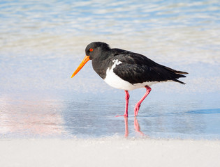 Pied Oystercatcher Wading