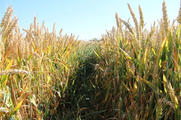 promenade dans les blés 