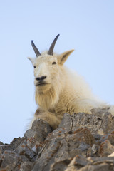 Mt goat on ledge of rock with sky background