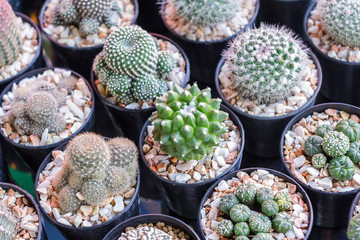 Cactus, Succulents in plastic pot at tree market for decoration and landscape idea concept design.