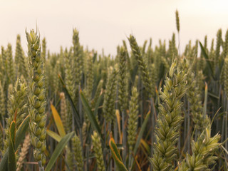 Wheat Field Close Crop Nature Haze Farm Harvest