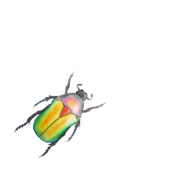 Rose Chafer Illustration