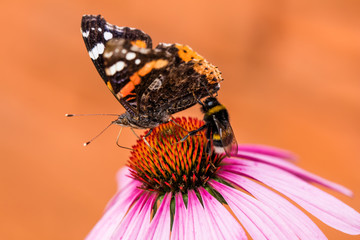 butterfly on the flower