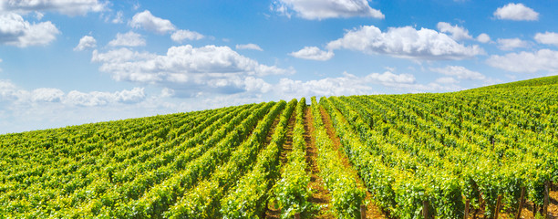 Obraz na płótnie Canvas Vineyards of Burgundy