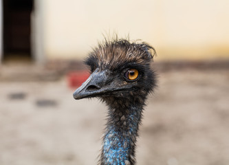 emu bird