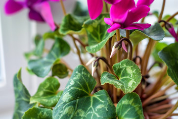 Close up of pink cyclamen flowers