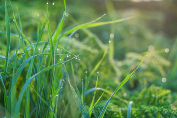 Green grass and drops of morning dew