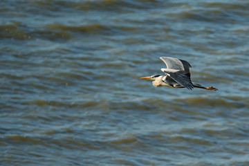 Fototapeta premium Grey heron flying