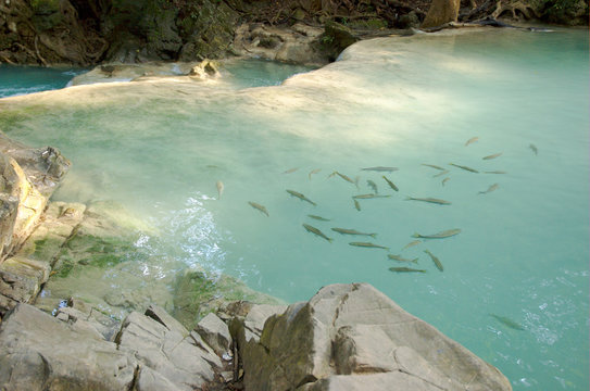 Mahseer barbs in the water at Erawan National Park near Kanchanaburi Thailand