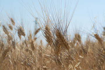 Yellow fields with ripe hard wheat, grano duro, Sicily, Italy