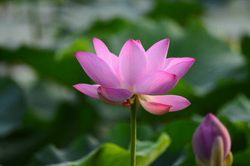 lotus