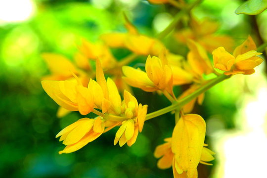 Yellow flower on the tree with green background