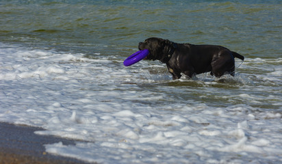 Rottweiler dog in the water on the beach playing with a toy in the form of a ring