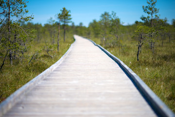 Obraz premium Wooden walkway on the swamp. Viru Raba, Lahemaa park, Estonia.