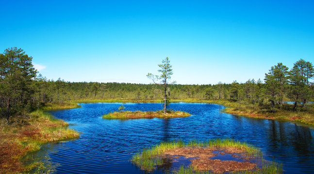 Viru Raba Swamp Lake In Estonia.