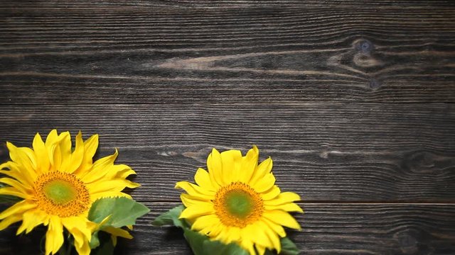 Frame of yellow sunflower on a dark wooden background. Copy space. Top view.