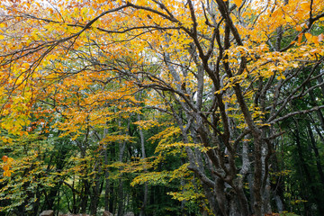 Old tree in the forest