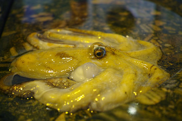 Morning catch of fishermen in Sicily, raw fresh octopus on ice on the street market