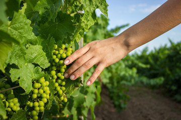 Naklejka na ściany i meble The girl's hands touch the harvest of the grapes. Farmer examining growing grapes