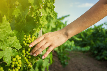 Naklejka na ściany i meble The girl's hands touch the harvest of the grapes. Vines in Hand with warm sunlight