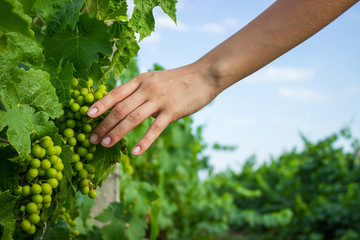 Vines in Hand wit warm sunlight. Farmer examining growing grapes