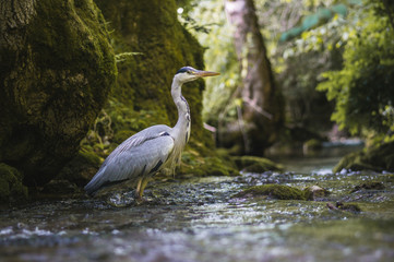 Fischreiher im Bach bei Bad Urach