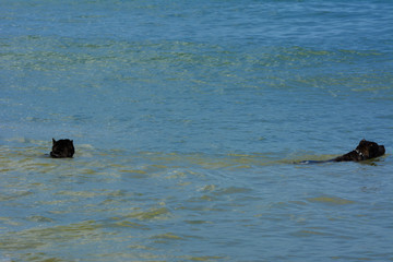 Fototapeta premium Rottweiler dog in the water on the beach playing with a toy in the form of a ring