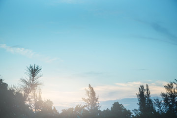 Atmosphere blue sky. During the summer. Silhouette tree