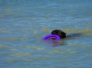 Fototapeta premium Rottweiler dog in the water on the beach playing with a toy in the form of a ring