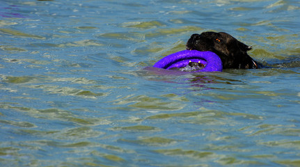 Obraz premium Rottweiler dog in the water on the beach playing with a toy in the form of a ring