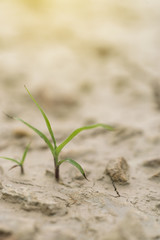 Small grass on arid soil