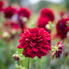 Flowers at Fredensborg castle
