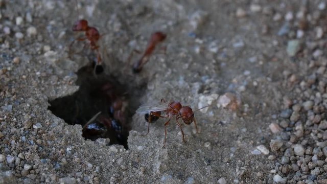 Red and Black winged ants