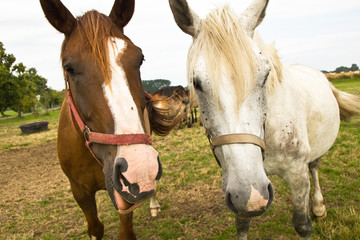 Obraz na płótnie Canvas zwei Pferde, Gesichter, frontal, in die Kamera schauen