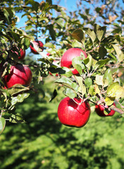 Obraz premium Red apple orchard in Japan