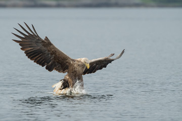 Hunting White Tailed Eagle.