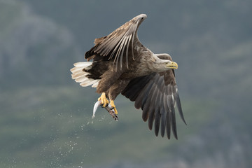 Hunting White Tailed Eagle.