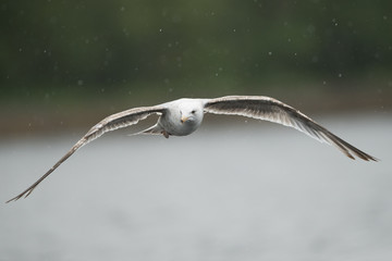 Herring Gull in Flight