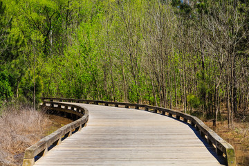 Obraz premium Sunny Wood Walkway Into Forest