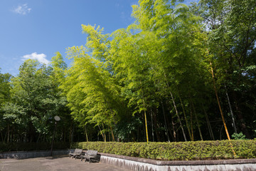 公園の竹林