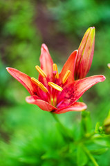 Beautiful lily flowers grow in the summer