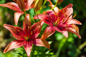 Beautiful lily flowers grow in the summer