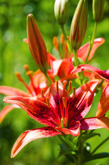 Beautiful lily flowers grow in the summer