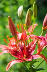 Fototapeta premium Beautiful lily flowers grow in the summer