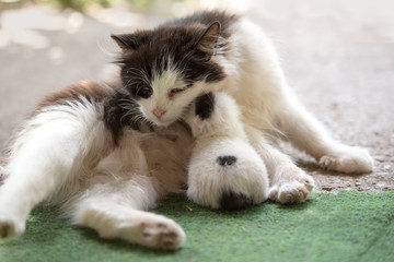 Photo of a baby cat and mom